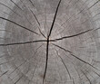 Wooden texture Ideal round cut down tree with annual rings and cracks.
