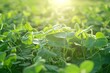 Soybean plants thriving in a sunlit field. Concept Field Photography, Agriculture, Sustainable Farming, Crops, Nature Photography
