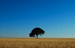 tranquility and peace of the tree in the center of a large wheat field