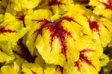 Wall Mural - heucherella 'catching fire' an herbaceous perennial foliage plant with light green, yellow leaves in