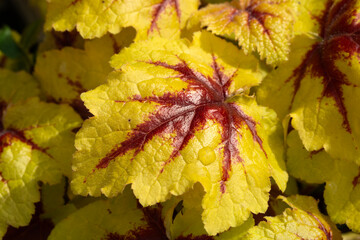 Wall Mural - heucherella 'catching fire' an herbaceous perennial foliage plant with light green, yellow leaves in