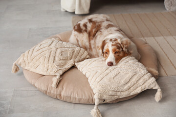 Canvas Print - Cute fluffy Australian Shepherd dog with pet bed and cushions in living room