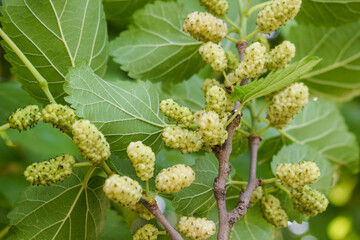 morus alba gas edible fruits, photo of mulberry berries on bushes, varying degrees of maturity