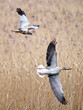 Western marsh harrier (Circus aeruginosus) and Greylag goose (Anser anser)