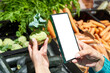 Kohlrabi cabbage vegetable in hand and smartphone