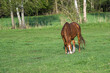 Ein Pferd beim fressen von frischem Gras