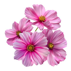 Wall Mural - Pink cosmos flowers isolated on transparent background