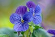 Spring Delight: Close-Up of Common Blue Violet Flower in Purple and Blue Hues
