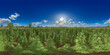 cannabis stevia hemp drug plantation field 360° vr environment equirectangular