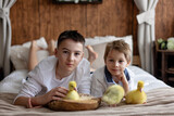 Fototapeta  - Happy beautiful child, kid, playing with small beautiful ducklings or goslings,, cute fluffy animal birds
