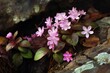 Pink Trailing Arbutus Flower Petals in Connecticut's Valley Falls Park during Springtime