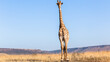 One Giraffe Animal Blue Sky Landscape