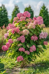 Wall Mural - Pink flowers bush in a garden, perfect for springtime themes