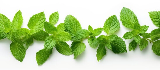 Poster - Green leaves on a white background