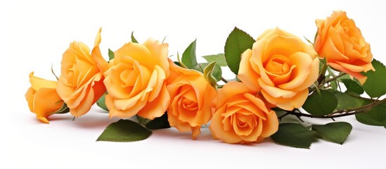 Poster - Orange roses on white background