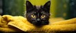 Black cat resting on yellow blanket