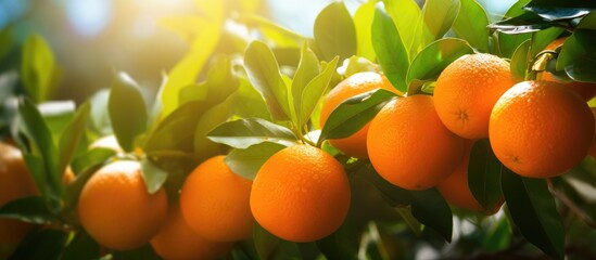 Aufkleber - Oranges ripening on tree under sunlight
