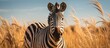 Zebra in savanna against blue sky