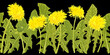 horizontal seamless illustration of yellow dandelion flowers and green leaves on black background