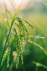 Canvas Print - Close up of a plant with water droplets, suitable for nature concepts