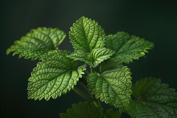 Aufkleber - Detailed view of vibrant green plant leaves. Suitable for botanical illustrations
