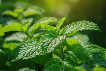 Aufkleber - Close up shot of a plant with vibrant green leaves, perfect for botanical projects