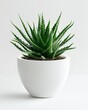 A photo of an aloe vera plant in a white pot on a white background