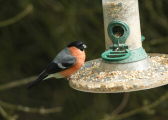 Poster - A male Bullfinch, Pyrrhula pyrrhula, feeding from a bird feeder.