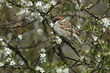 A rare Tree Sparrow, Passer montanus, perching on a branch of a thorny tree in blossom.