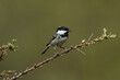 A Coal Tit, Periparus ater, perching on a thorny bush in springtime.