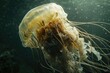 A jellyfish floating in the water with bubbles. Suitable for marine life concepts