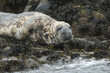 A Grey Seal, Halichoerus grypus, on an island in the sea during a storm.