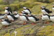 Puffins, Fratercula arctica, standing on a cliff on an island during a storm.