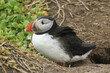 A Puffin, Fratercula arctica, has just emerged from its nest in a burrow under the ground on a cliff on an island in the sea.