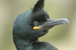 A headshot of a Shag, Gulosus aristotelis, on the cliff face on an island in the sea at breeding season during a storm.