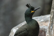 A Shag, Gulosus aristotelis, on the cliff face on an island in the sea at breeding season during a storm.