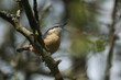 A Nuthatch, Sitta europaea, perching  on a branch of a tree during breeding season.