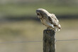 A magnificent hunting Short-eared Owl, Asio flammeus,  perching on a fence post in the Moors.