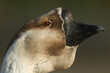 A headshot of an African Goose, Anser cygnoides.