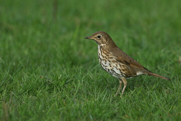 Wall Mural - a song thrush, turdus philomelos, standing in the grass hunting for food.