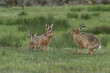 A number of Brown Hares, Lepus europaeus, following a female Hare in the Moors  during breeding season.