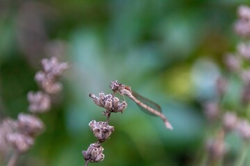 Poster - dragonfly on a branch