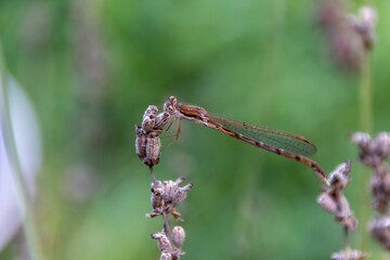 Sticker - dragonfly on a branch