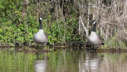 Wall Mural - Canada Goose, Branta canadensis, bird at spring time on lake	