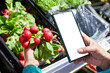 Radish vegetable in hand and smartphone