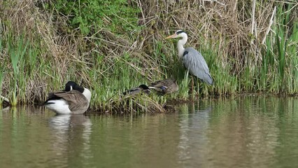 Sticker - Grey Heron, Ardea cinerea, bird on spring lake