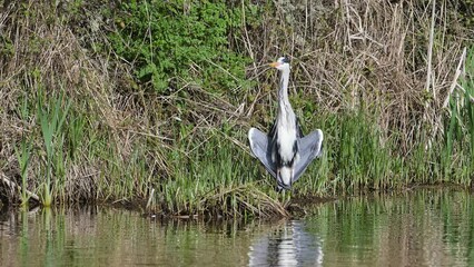 Poster - Grey Heron, Ardea cinerea, bird on spring lake