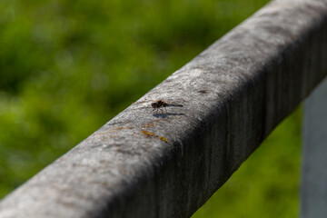 Sticker - close up of a dragonfly