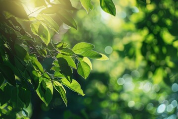 Aufkleber - Lush green leaves under sunlight offering a peaceful and serene natural environment for contemplation