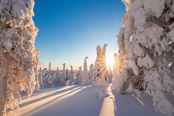 Wall Mural - winter landscape